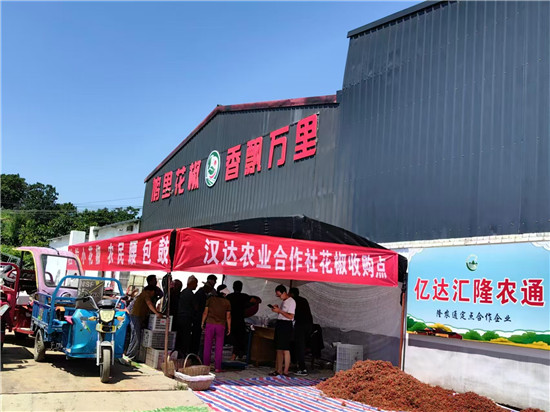 三門峽市靈寶市豫靈鎮：“麻”呀！摘花椒嘍_fororder_微信圖片_20250808164016