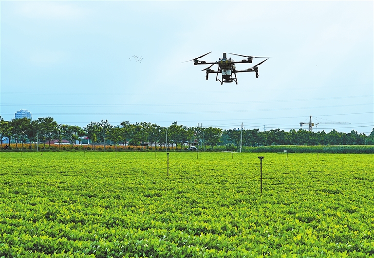 遭受六十四年一遇極端高溫乾旱“烤”驗 抗旱保秋 河南夠拼