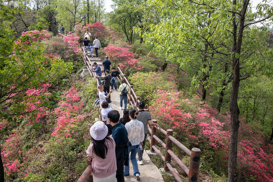 平頂山魯山：杜鵑花綻放迎遊客_fororder_2X1A1054