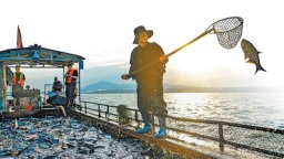河南如何做好魚産業
