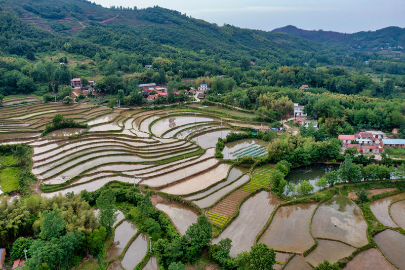 信陽市固始縣：梯田層層 禾秧點點_fororder_DJI_0250