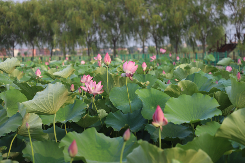 濮陽范縣：荷花盛開引客來_fororder_圖片3
