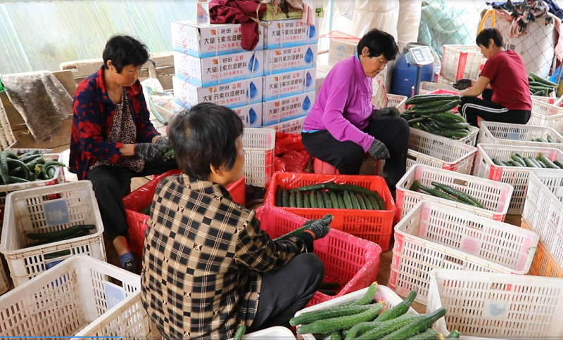 濮陽市臺前縣：綠藤結碩果 黃瓜産銷旺_fororder_圖片8