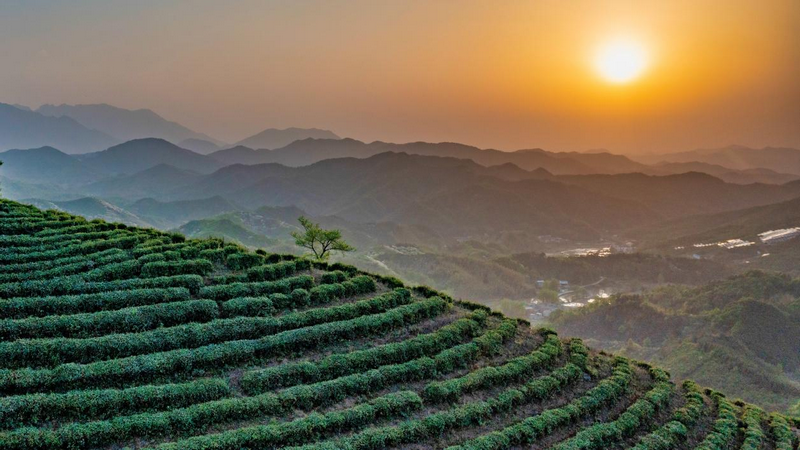 信陽市固始縣：多策助茶興 茶香促振興_fororder_圖片5