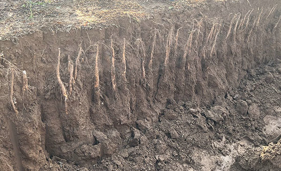 張寶山第三屆霜降鐵棍山藥採挖儀式舉行_fororder_新鮮待挖的山藥