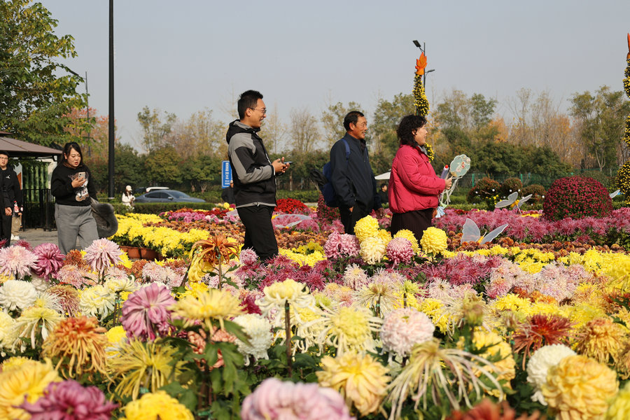 菊香滿城遊客醉_fororder_2