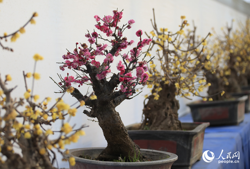 河南鄢陵：二梅花開香九州_fororder_LOCAL1770518597243YY0R0UTHOH
