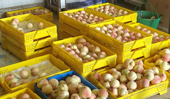 信陽市商城縣：多元産業激活“夏日經濟”_fororder_等待打包運輸的水蜜桃 陳相臻 攝