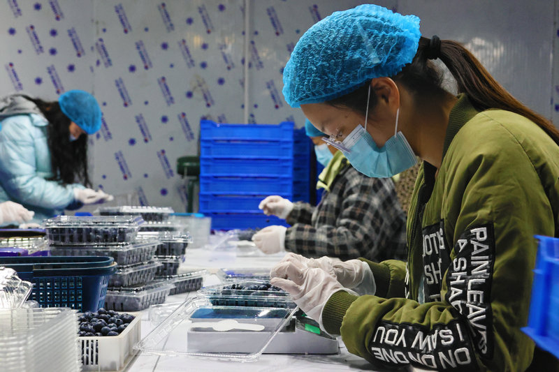 南陽市社旗縣：小藍莓結出“致富果”_fororder_選果車間裏工人正在稱重、包裝 攝影 張舉