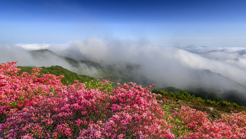 信陽市新縣：野生杜鵑花扮靚最美人間四月天_fororder_野生杜鵑花海與雲海“相遇”（白雲龍 攝）