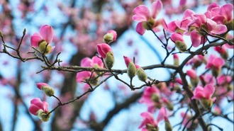 平頂山市魯山縣：辛夷花開報春來 如詩如畫醉遊人