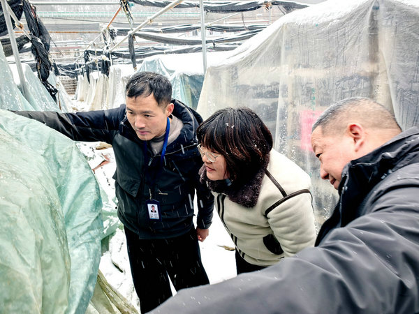 南陽西峽寨根鄉：全鏈條監督守護富民産業_fororder_寨根鄉紀委工作人員走訪菇農 攝影 馬馳航