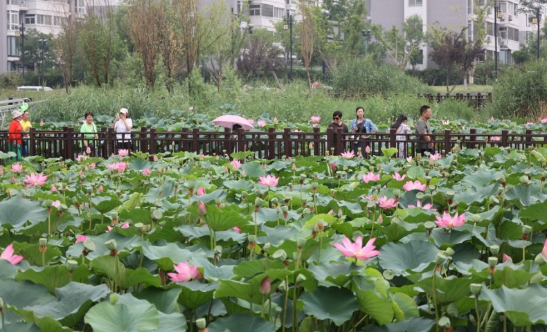 荷香飄古城
