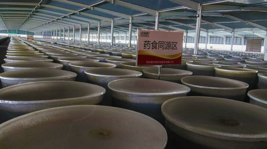 河南南陽:千年藥都煥新彩 中醫藥傳承創新譜華章_fororder_恒利康生物科技股份有限公司生物發酵車間.JPG