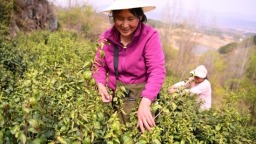 春風十里茶飄香 信陽市新縣30萬畝春茶開採