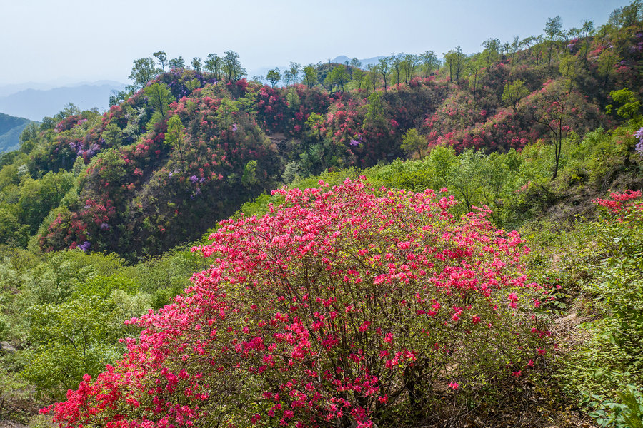 平頂山魯山：杜鵑花綻放迎遊客_fororder_12