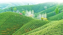 3月份河南省出口茶葉及茶製品貨值創新高