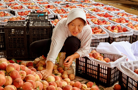 南陽市新野縣：甜蜜“桃經濟”鋪就致富路_fororder_果農分揀鮮桃 攝影 李樂才