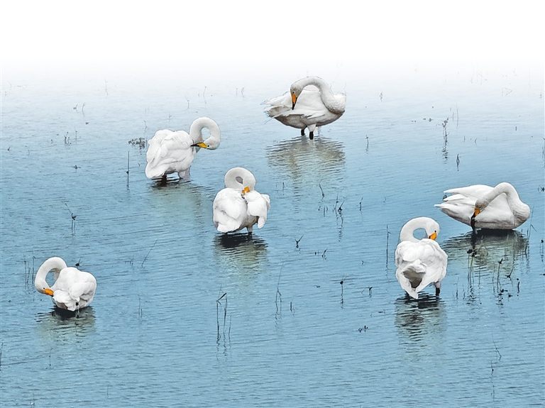 圖片默認標題_fororder_1