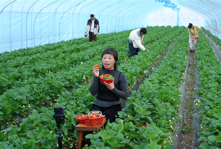 河南如何闖出“莓”好之路——從國産新優品種看草莓産業之變