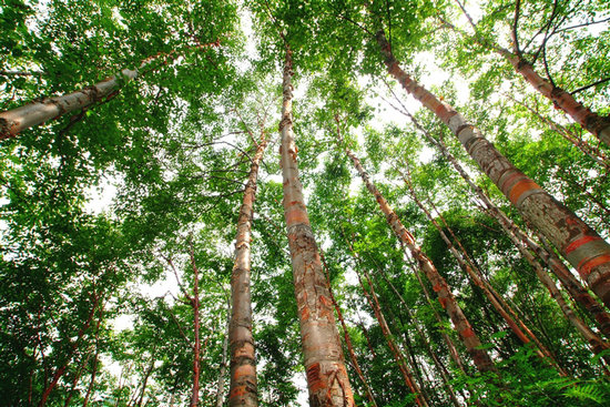 【關注3.12植樹節】植綠中原繪新卷_fororder_6版_s