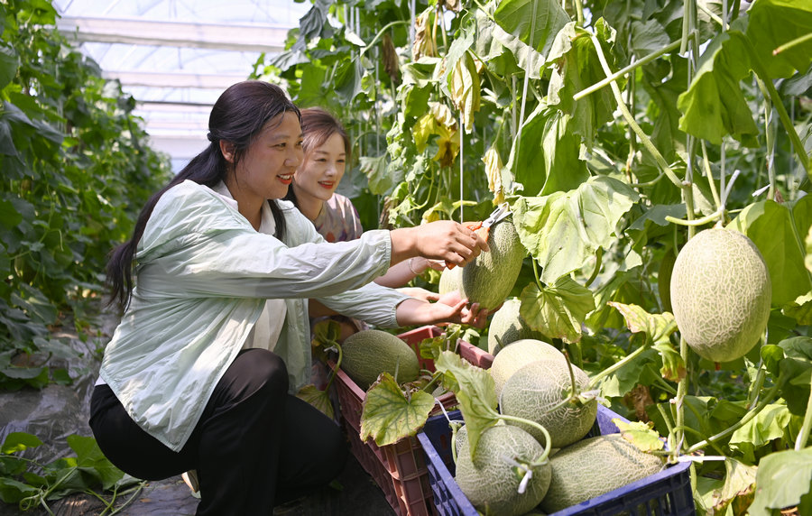 信陽新縣：哈密瓜喜獲豐收 特色産業鋪就致富路_fororder_瓜農正在采收哈密瓜（焦漢平 攝）