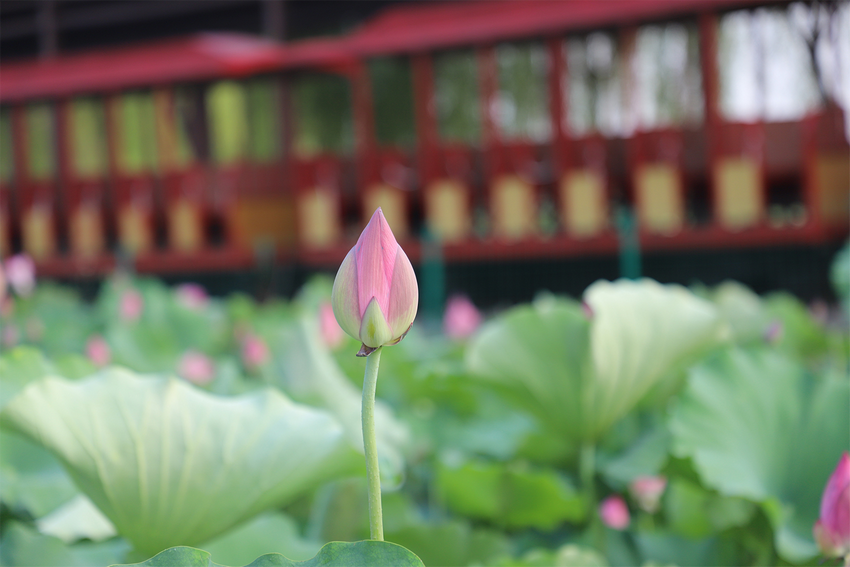 濮陽范縣：荷花盛開引客來_fororder_圖片7
