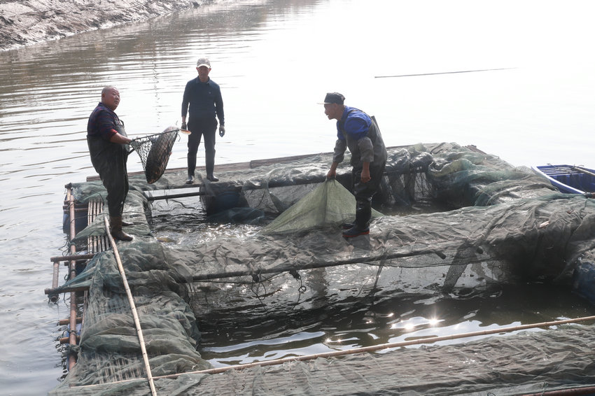 信陽市商城縣：生態養殖領路 全鏈賦能縣域農特産業升級_fororder_池塘捕撈 洪曉燕 攝.JPG