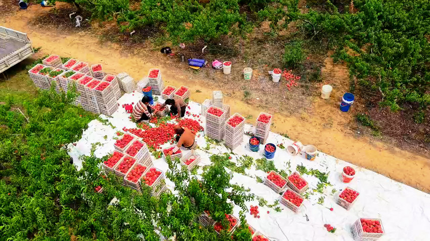 南陽市臥龍區：桃花源裏桃豐收_fororder_村民在分揀鮮桃