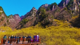 南陽西峽：茱萸花開引客來
