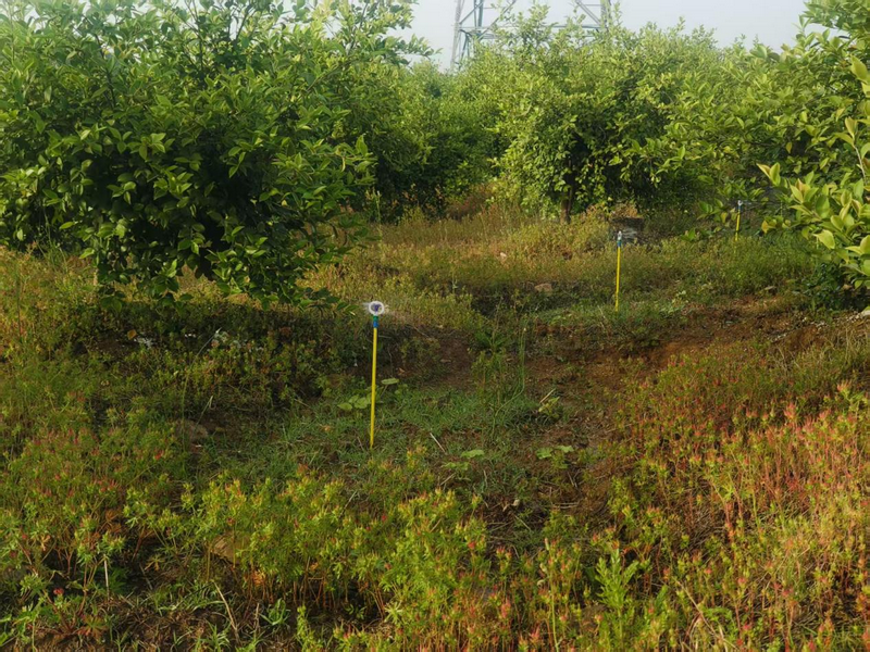 信陽市商城縣：科技賦能油茶産業高品質發展_fororder_圖片2