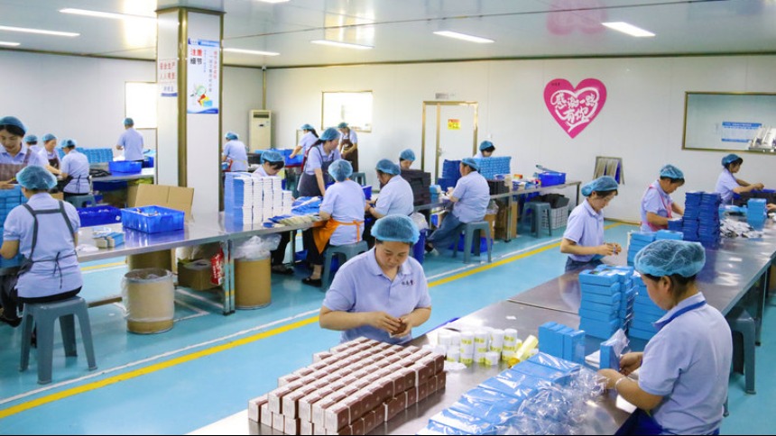 南陽市臥龍區：艾草企業生産忙