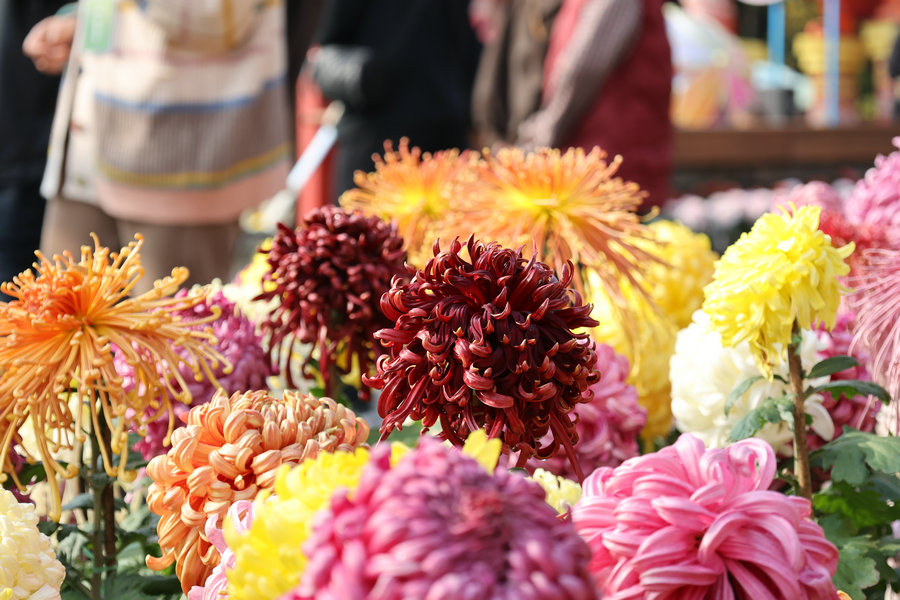 菊香滿城遊客醉_fororder_4