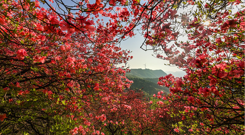 信陽市新縣：野生杜鵑花扮靚最美人間四月天_fororder_紅色的杜鵑花燦爛如霞（白雲龍 攝）