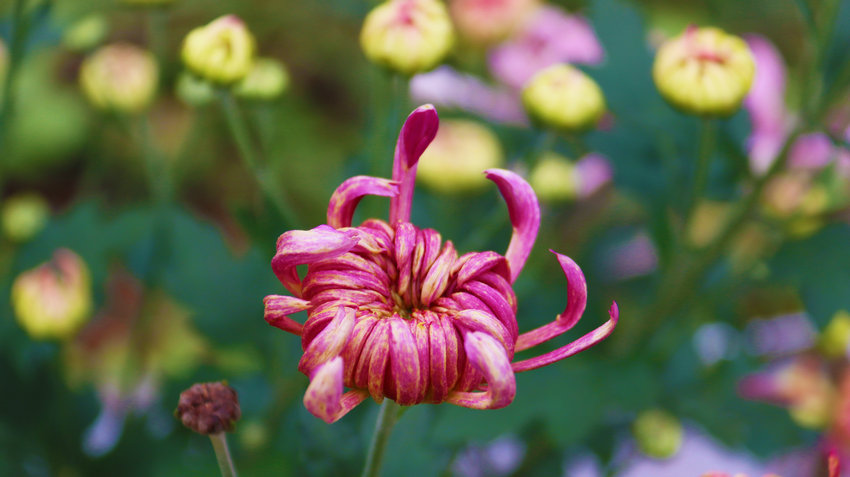 河南南陽:千年藥都煥新彩 中醫藥傳承創新譜華章_fororder_河南酈邑貢菊股份有限公司種植基地的食用菊花.JPG