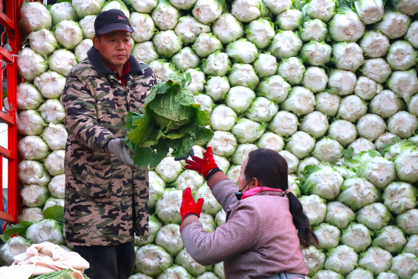 南陽市新野縣：鮮蔬滿棚迎豐收 村民增收致富忙_fororder_客商碼放蔬菜 攝影 徐鵬遠