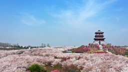 黃河岸邊櫻花盛開醉春風