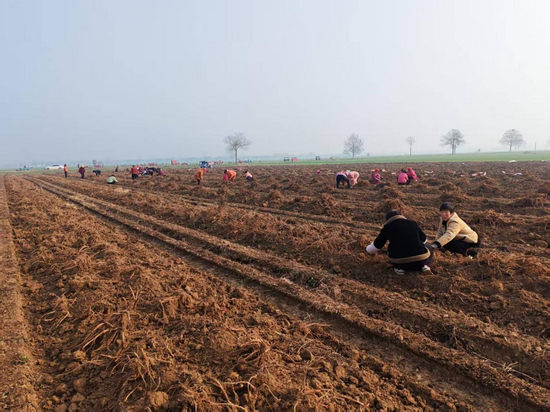 開封杞縣平城鄉:套種模式鋪就共富路_fororder_圖片1