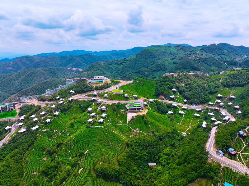 信陽市浉河區：茶山引遊人 文旅繪新景_fororder_茶山風光好 浉河區委宣傳部供圖