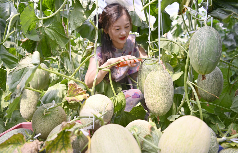 信陽新縣：哈密瓜喜獲豐收 特色産業鋪就致富路_fororder_瓜農正在採摘哈密瓜（焦漢平 攝）
