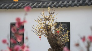 河南鄢陵：二梅花開香九州