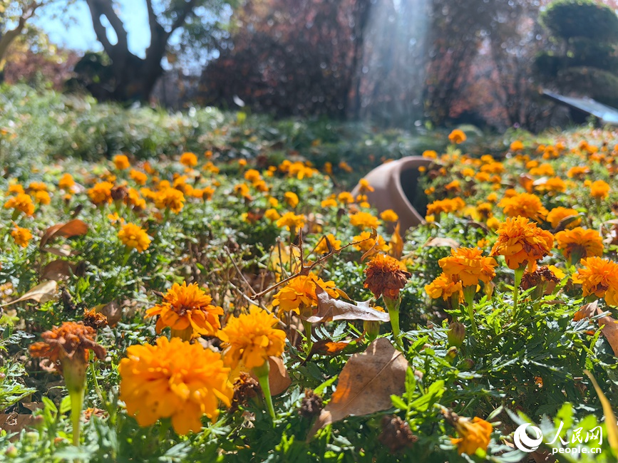 紅黃交織美景 河南鄭州賞秋正當時