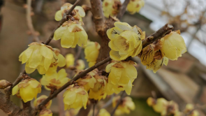 金梅映雪 香約鄢陵 第十二屆中國·鄢陵蠟梅梅花文化節開幕