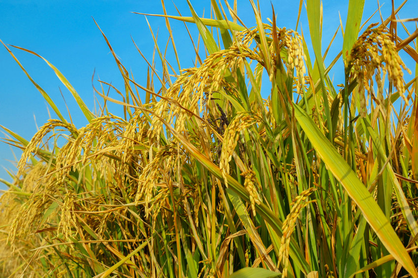 南陽市社旗縣:旱稻豐收_fororder_顆粒飽滿的旱稻 攝影 申鴻皓 (2)