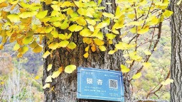 《古樹名木保護條例》3月15日起施行 古樹逢春