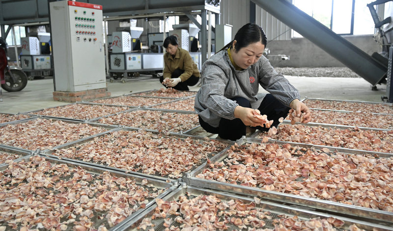 信陽市新縣:小小“粉木耳” 變身“致富花”_fororder_晾曬粉木耳(焦漢平 攝)