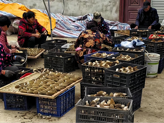 信陽市固始縣：羊肚菌撐起“致富傘” 特色産業鋪就“振興路”_fororder_圖片3
