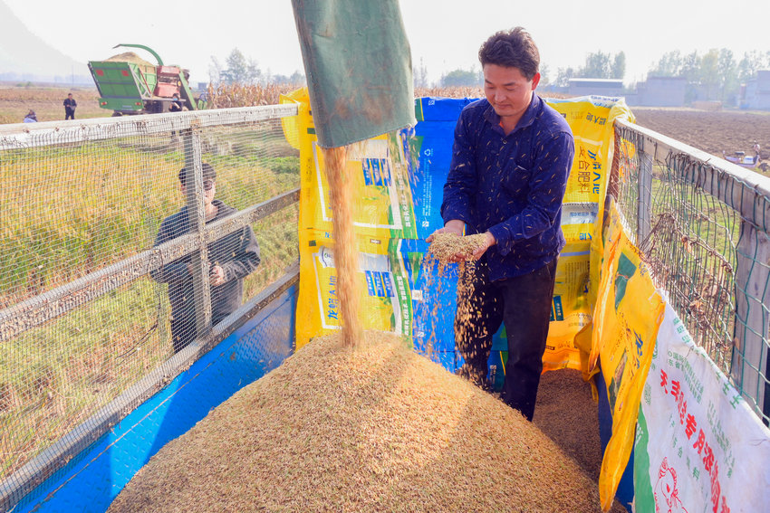 南陽市社旗縣:旱稻豐收_fororder_村民查看收穫的旱稻 攝影 張舉 (2)