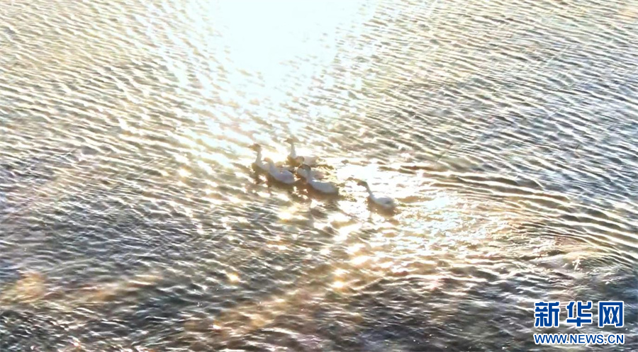 中原初冬蘊詩意