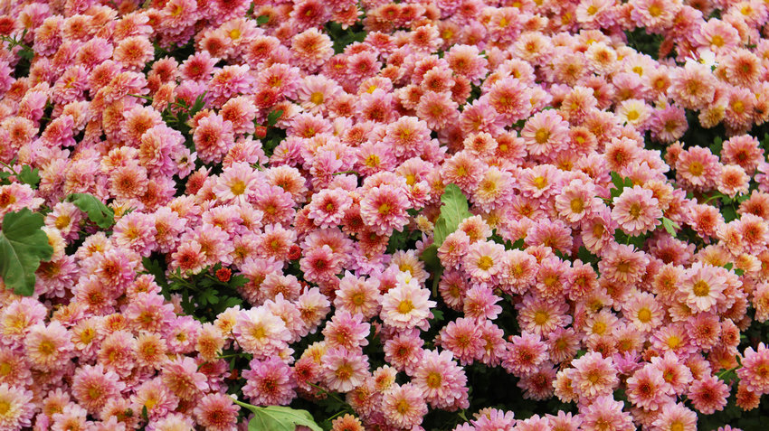 南陽市新野縣：以菊為媒繪就農文旅融合新圖景_fororder_盛開的菊花 攝影 王小軍.JPG